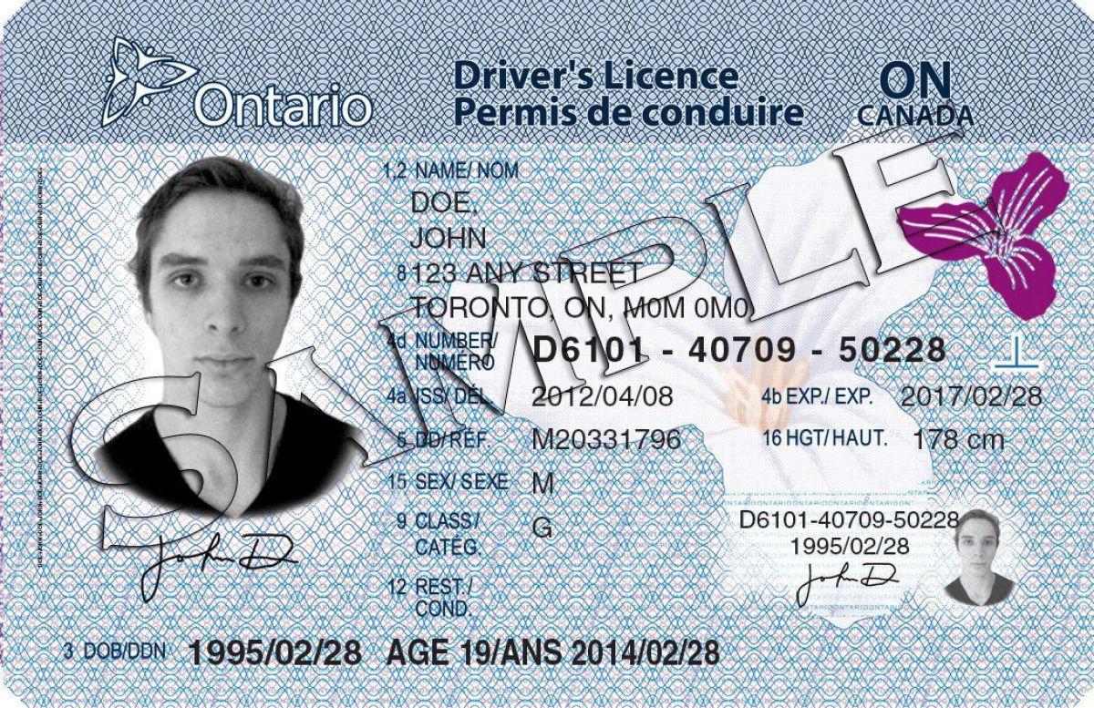Driver's License